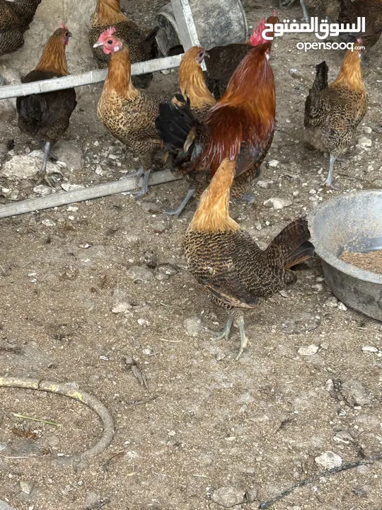 دجاج برهومي