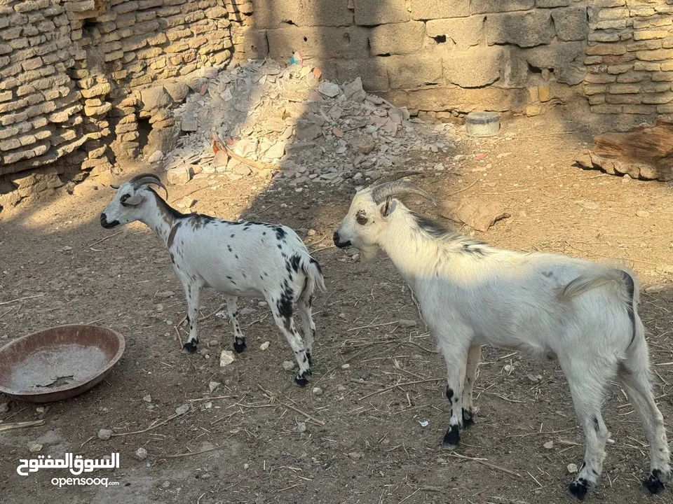 سلام عليكم للبيع صخول قطريات  انثايه 2 وفحل واحد سعر 800 الف العنوان البصره ابو الخصيب