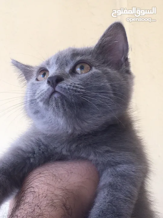 Scottish fold and Scottish streat