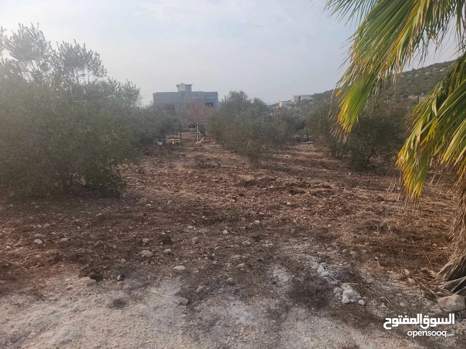 حصة 700 متر بالمسقوفة