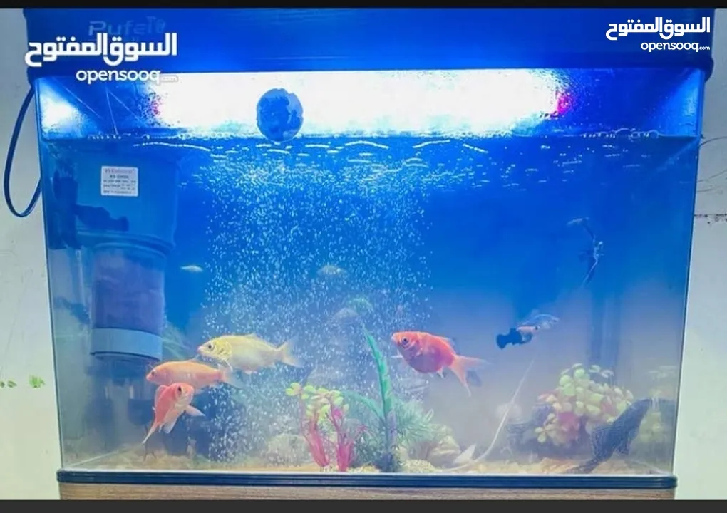 fish aquarium  without fish