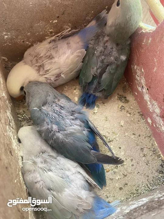 جواز روز وفشر