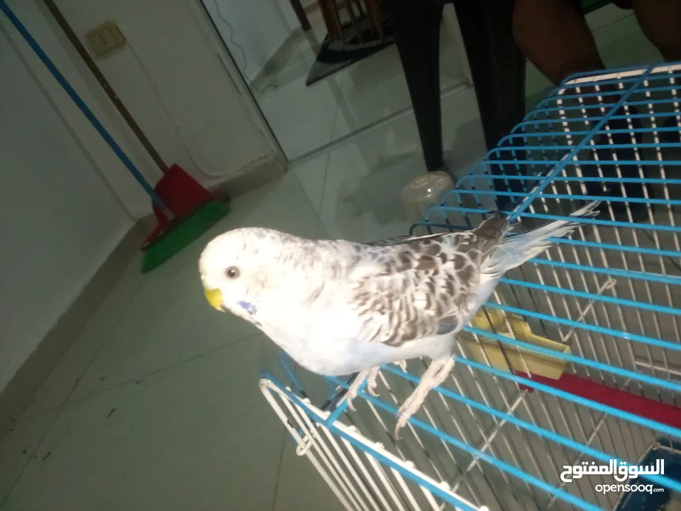 طيور حب للبيع جوز