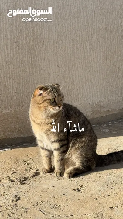 للبيع قطين سكوتش