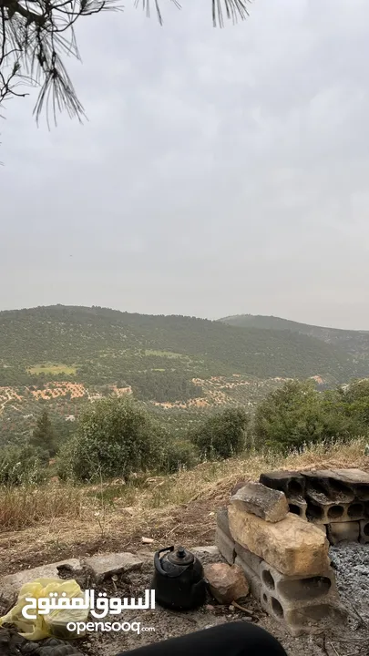 زيت زيتون شهر 11/2024