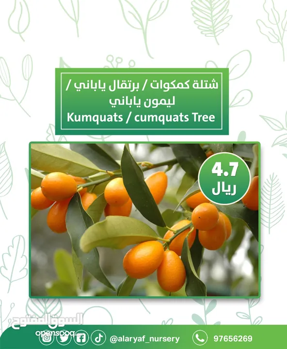 شتلات وأشجار البرتقال والحمضيات من مشتل الأرياف  أسعار منافسة نارنگی /  میندر کا درخت orange tree