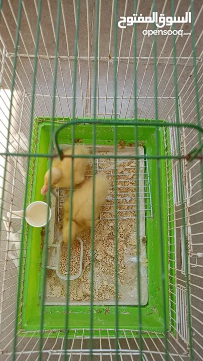 بطتين صغار للبيع