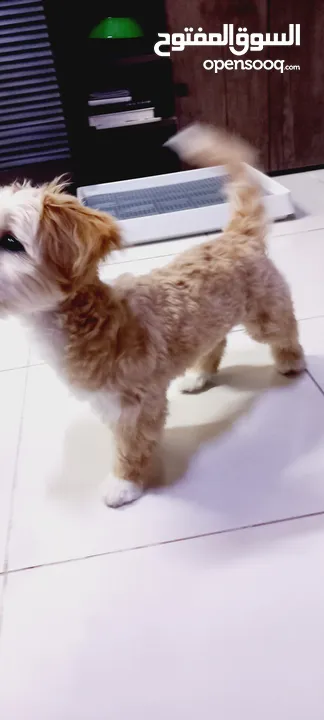 (send me whatsup)Male /Mini malltipoo/5 months old