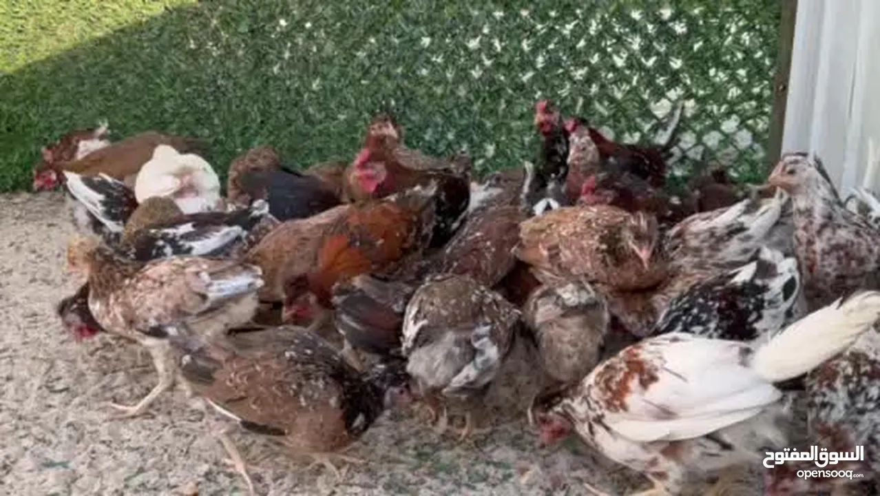 للبيع دجاج عربي يرجع الهاوي و الشهري