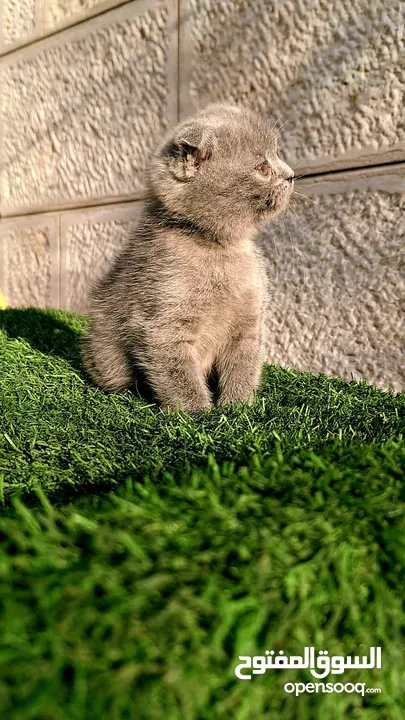 أنثى سكوتش فولد