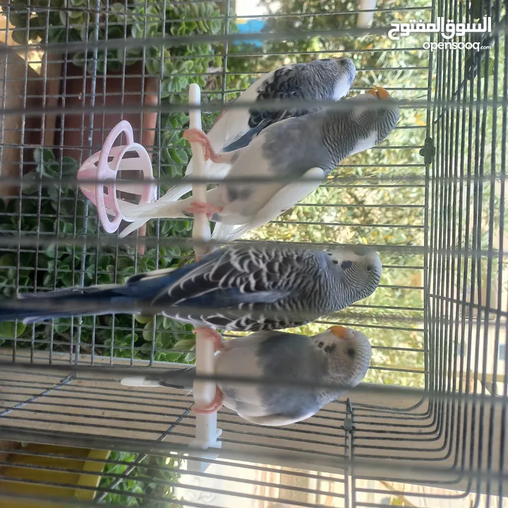 طيور حب اعمار مختلفة
