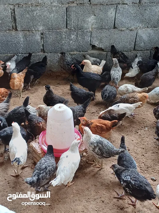 دجاج عربي للبيع