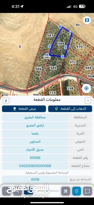فرصة ذهبية: مزرعة زيتون 25 سنة في بلعما – 4 دونم بـ35ألف