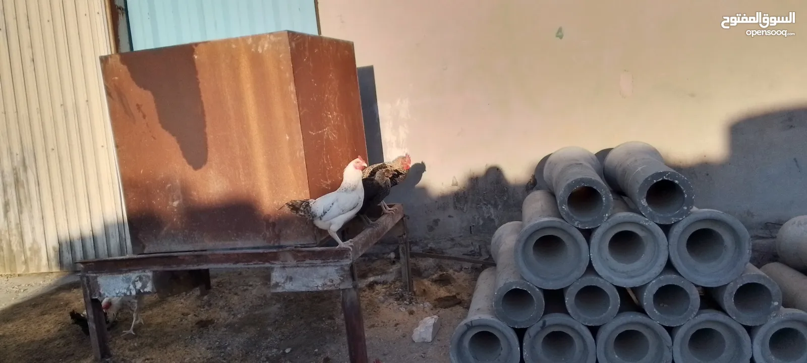 ديوك فيومي