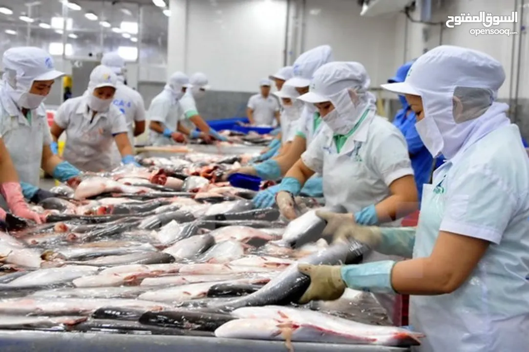 بيع الاسماك بالاطنان fish wholesale factory