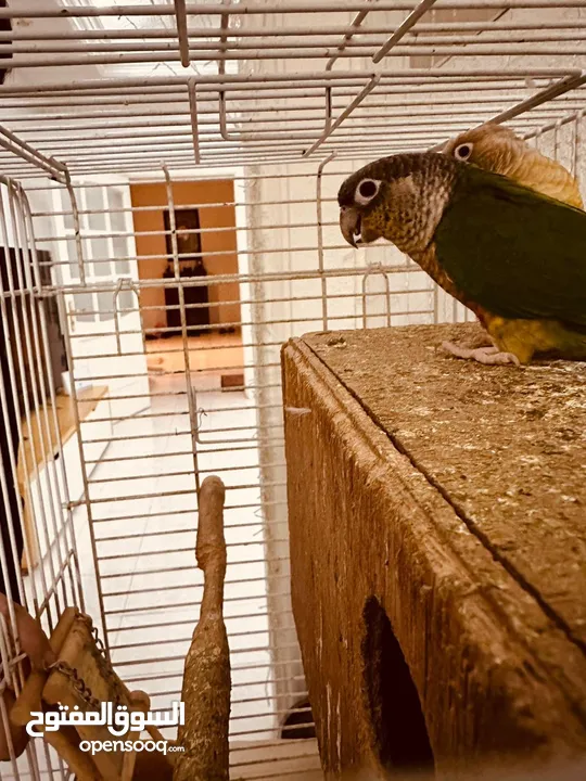 ببغاء الكونيور ذو الخد الأخضر 2 Green cheek conure parrots  2