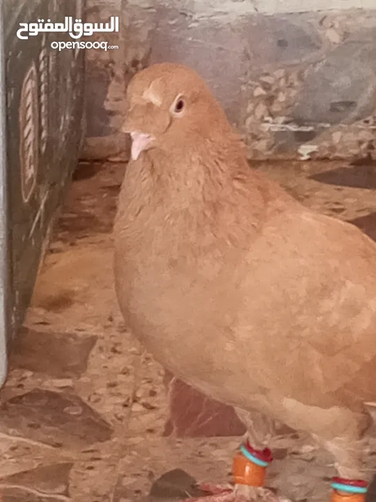 حمام كش خمس حبات