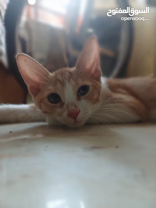 Little orange cat  قط برتقالي صغير