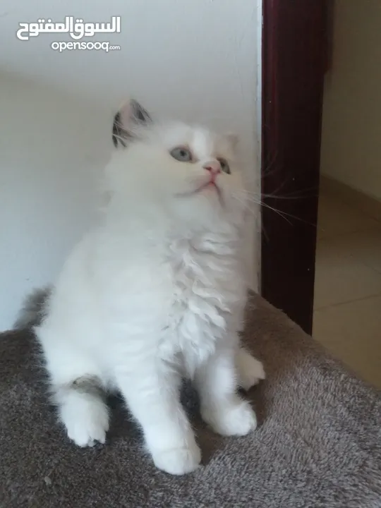 ragdoll seal bicolor pure