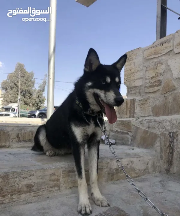 كلب هاسكي سايبيري