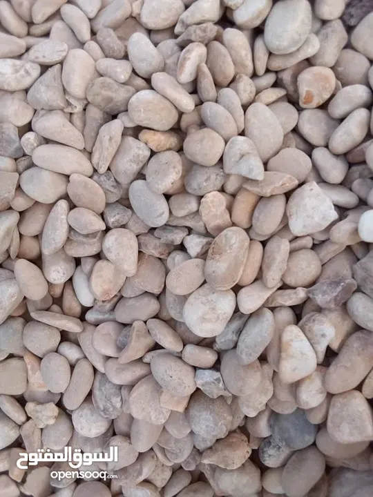 نجيل طبيعي نجيل ديكوندرا