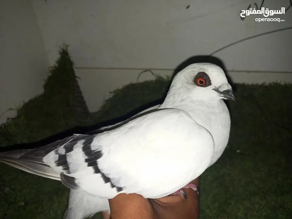 حمام كش للبيع كوم