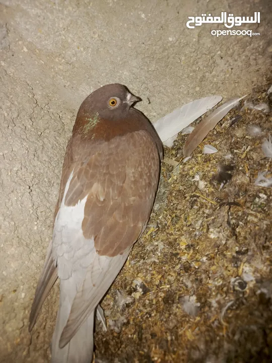 طيور حمام للبيع