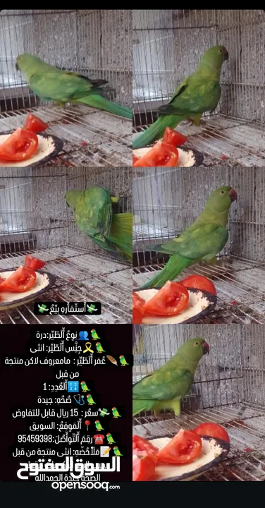 ببغاء للبيع