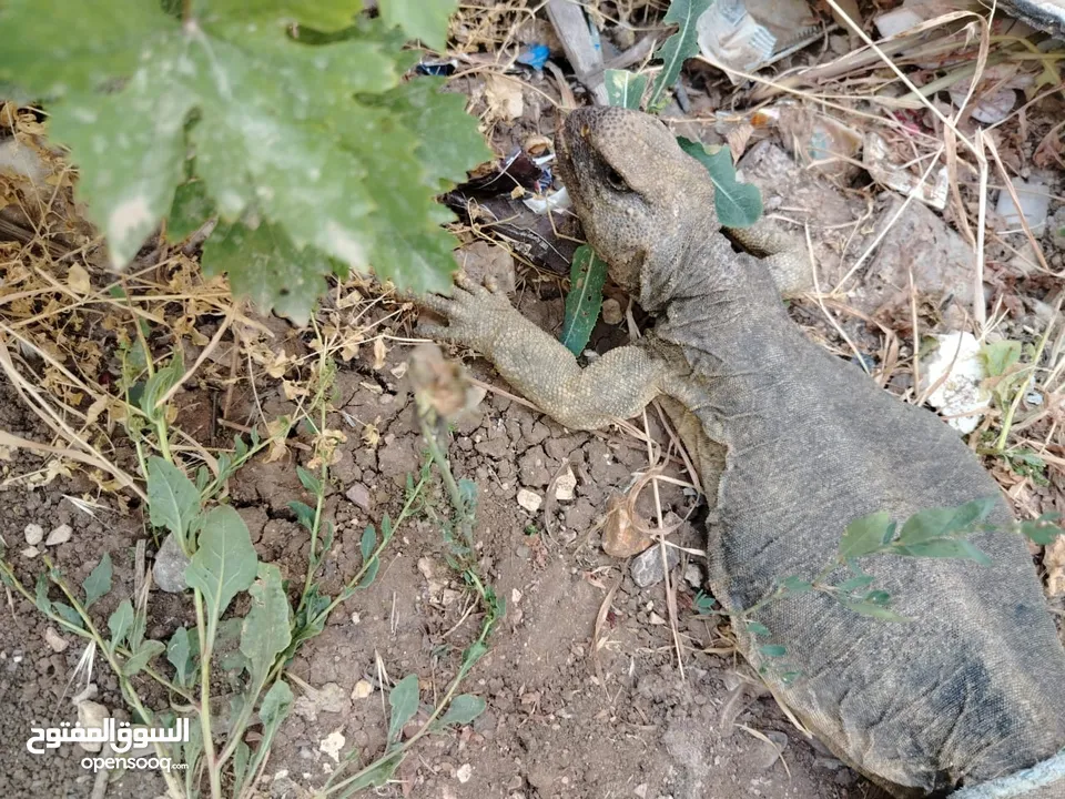 حيوان الضب (ضب) للبيع في بلدة البويضة