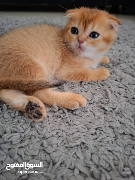 pure bred Scottish fold kittens 4 available for sale