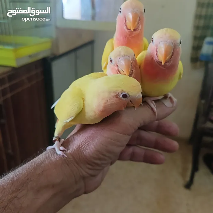 ماشاء الله لا قوة إلا بالله