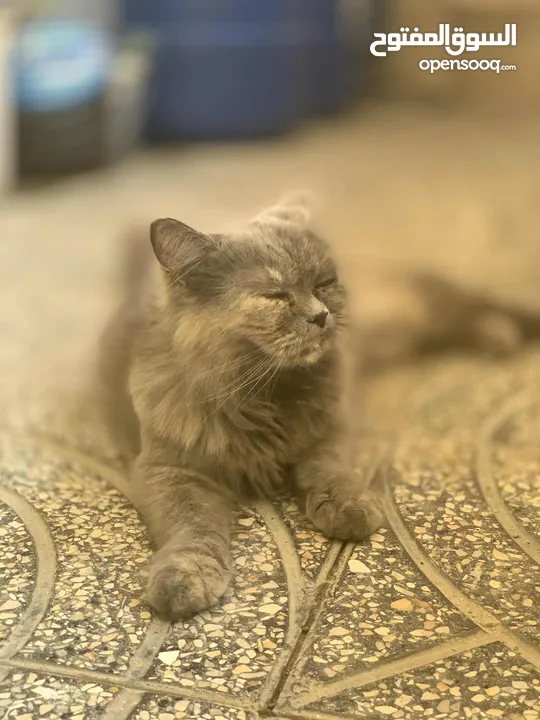 قط شيرازي ،،