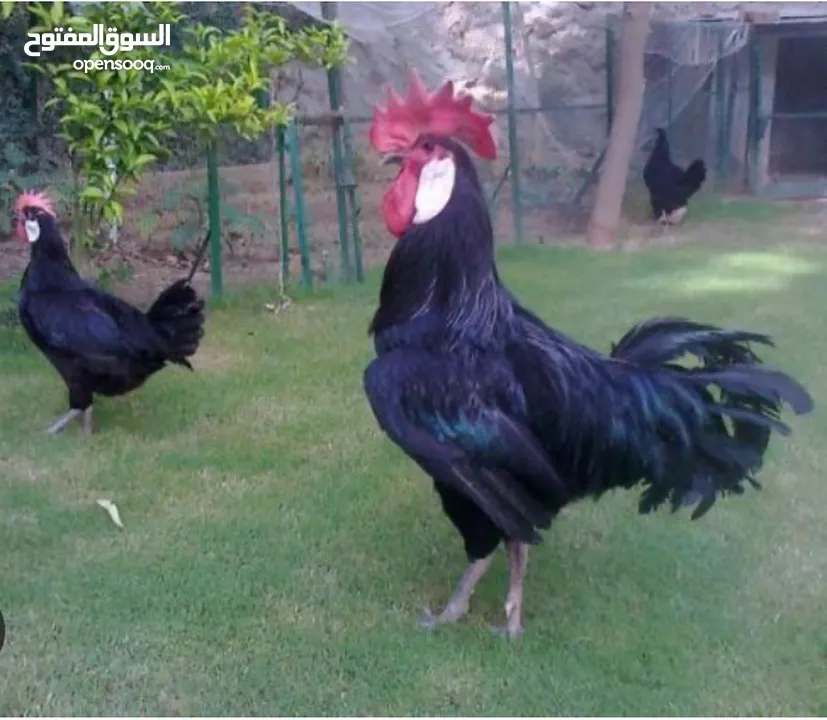 بيض مخصب وصيصان دجاج سلالات