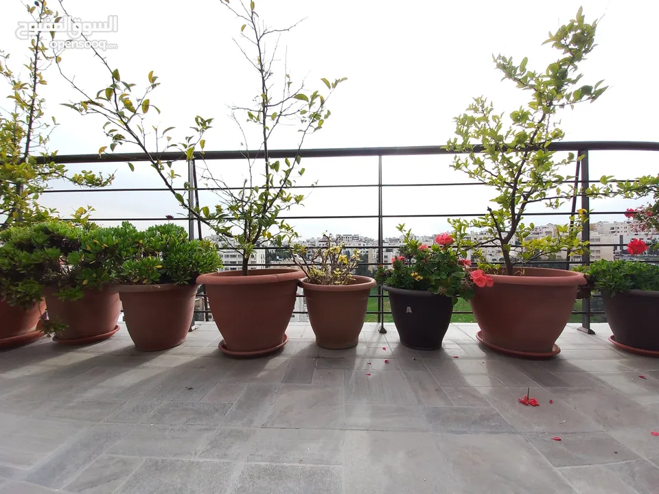 Furnished Apartment For Rent In Al Shmesani  ( Property 36314 )-174821790