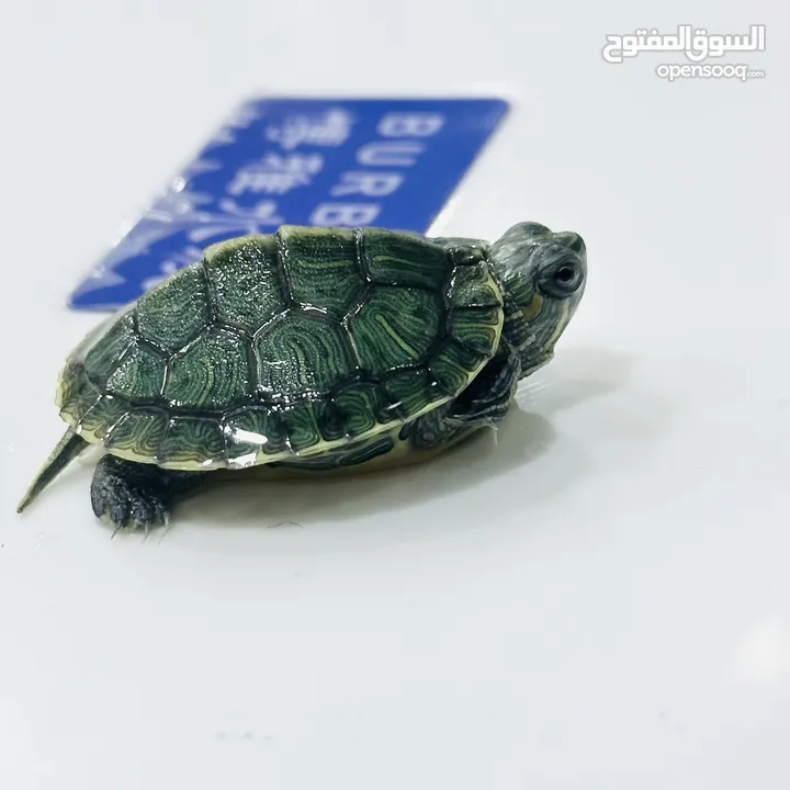 عروض نار سلاحف النينجا (ninja turtle)