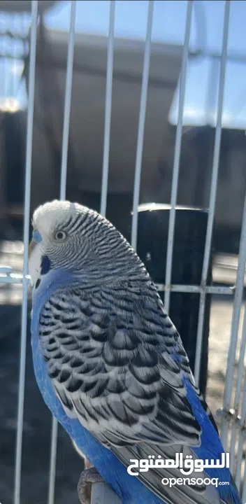 زوج طيور بادجي للبيع