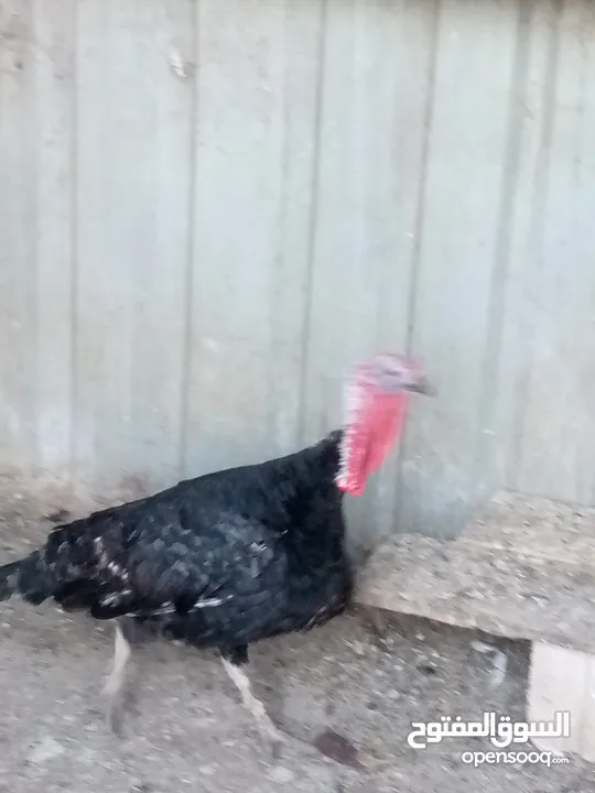 ديك حبش للبيع