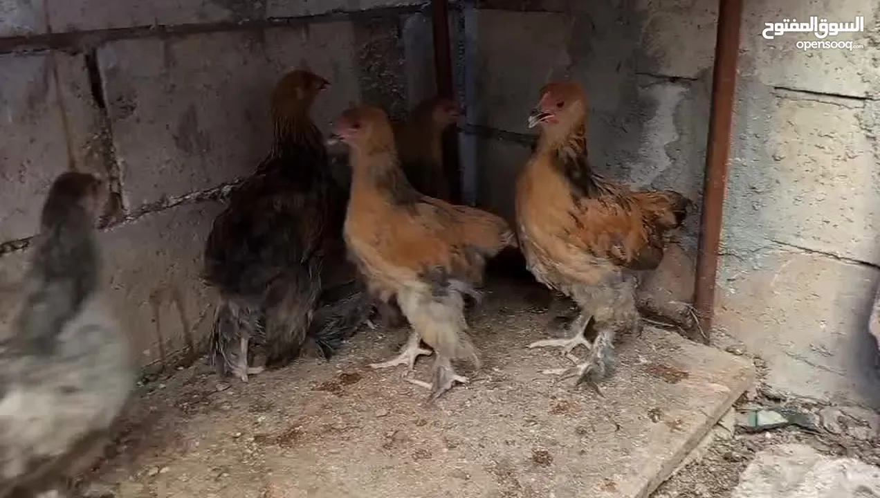 متاح صيصان براهما عمر 5 اشهر