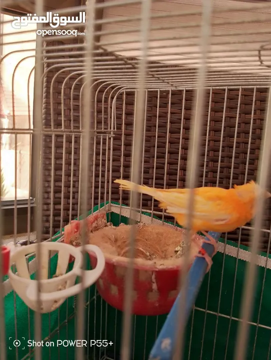 طيره حمره للبيع