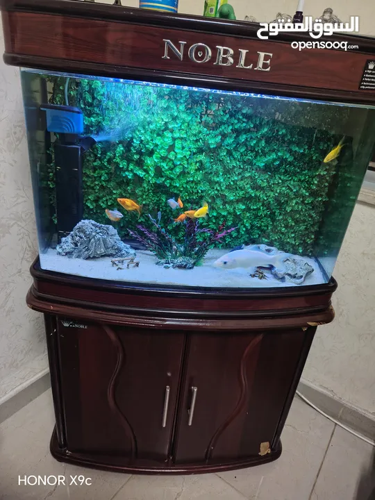 حوض سمك اوروبي نوع Noble  80*60