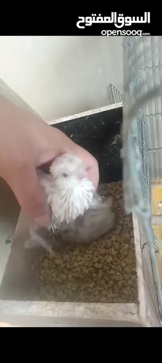 جوز كوكتيل البنيو مع فرخين عين حمرا