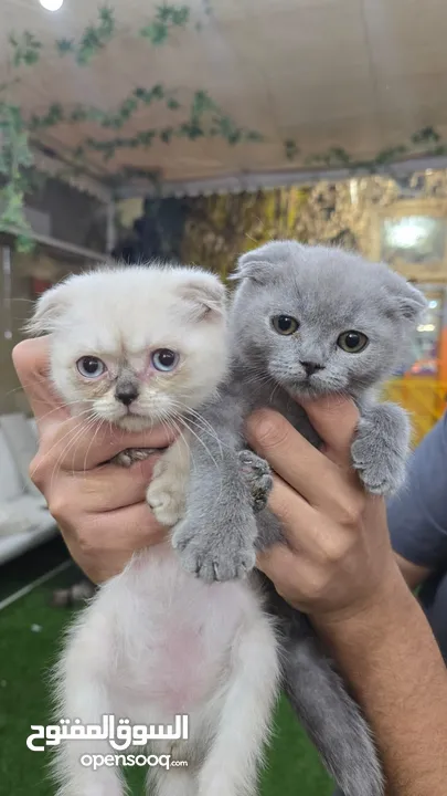 Scottish fold kitten male and female  2 month old