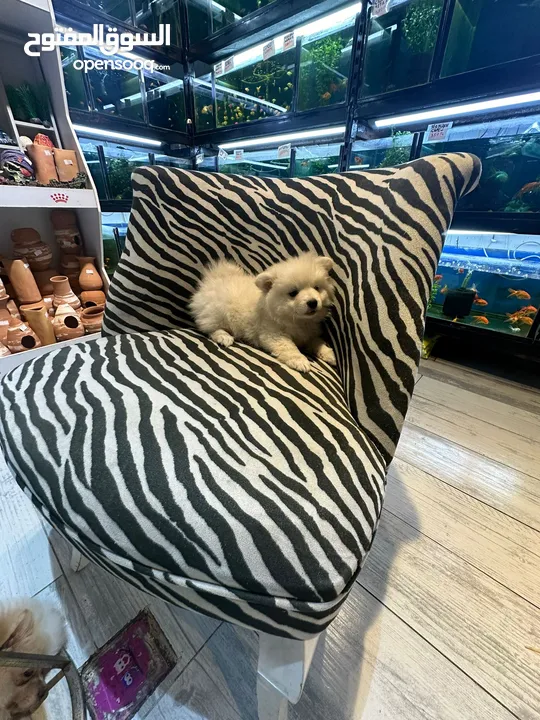 Pomeranian male 3 months, كلب بوميرانيان ذكر عالي الجودة، عمره ثلاثة أشهر.