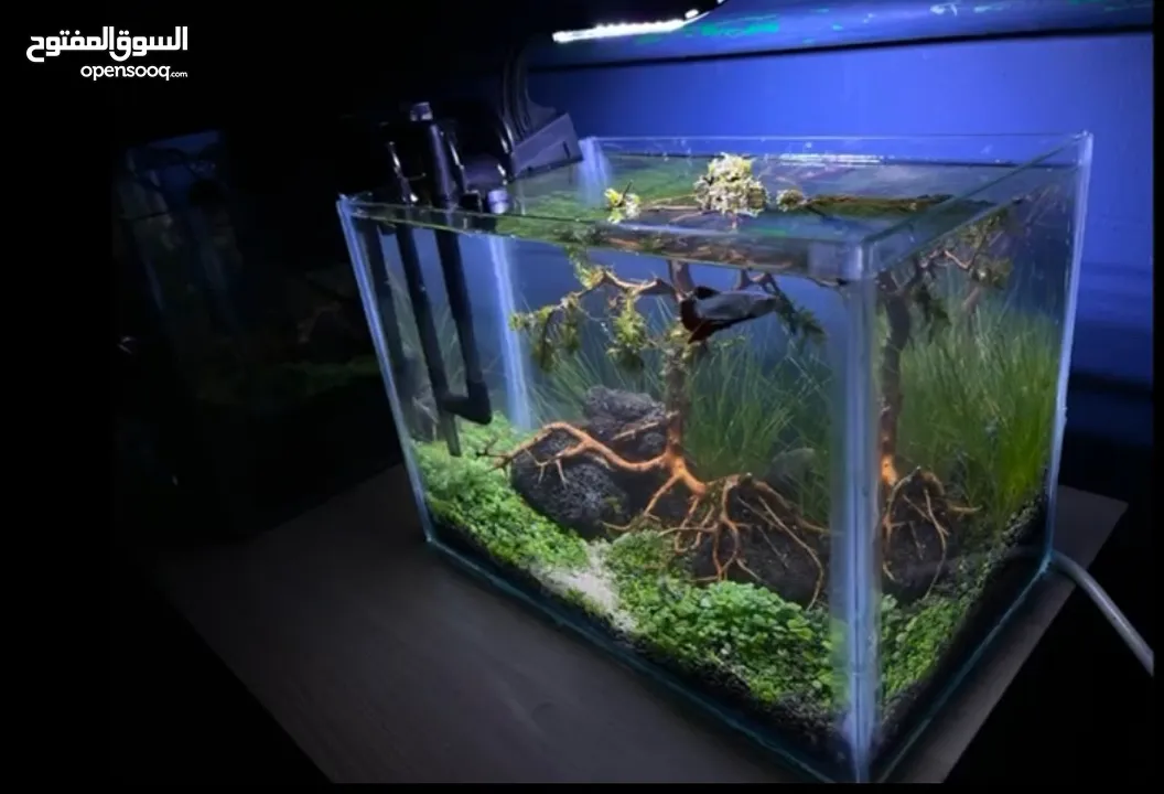 aquarium, home or office decoration, garden