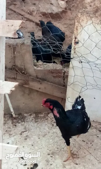 صيصان باكستاني وبراهمي وفارسي ماركا الجنوبيه البيع بدون الدجاجه