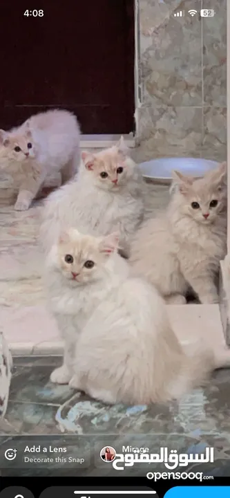 5 قطط  شيرازي