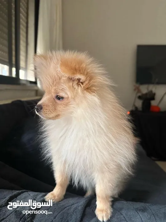 pomeranian puppy 4 months old male golden long hair  for sell