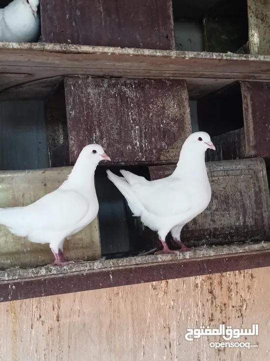 حمام فرنسي للبيع الفرنسي و اللاهور  بايع كوم كامل للاستفسار عنهم