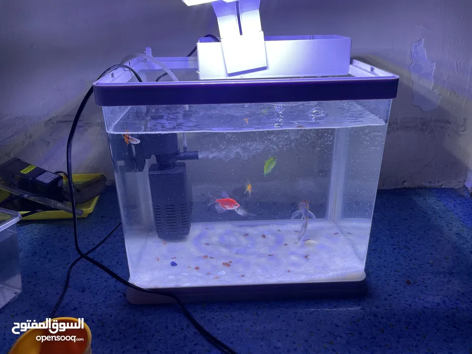 Fish tank with all accessories and fish