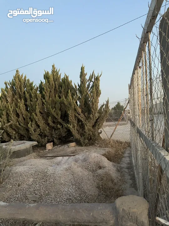 مزرعه للبيع مساحتها دلم